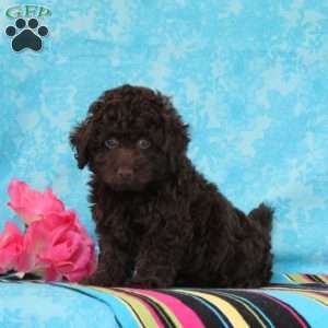 Chess, Toy Poodle Puppy